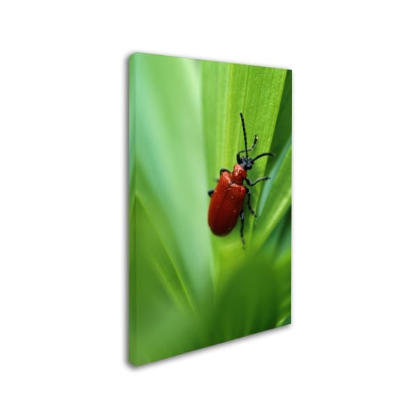 Robert Harding Picture Library 'Bugs' Canvas Art,12x19
